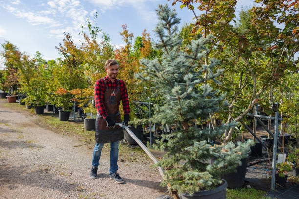 The Steps Involved in Our Tree Care Process in Oxoboxo River, CT